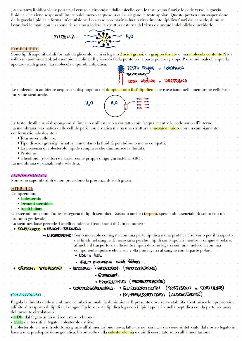 LE BIOMOLECOLE
Le biomolecole vengono sintetizzate, utilizzate e costituiscono i viventi. Carboidrati, proteine e acidi nucleici sono dei
po