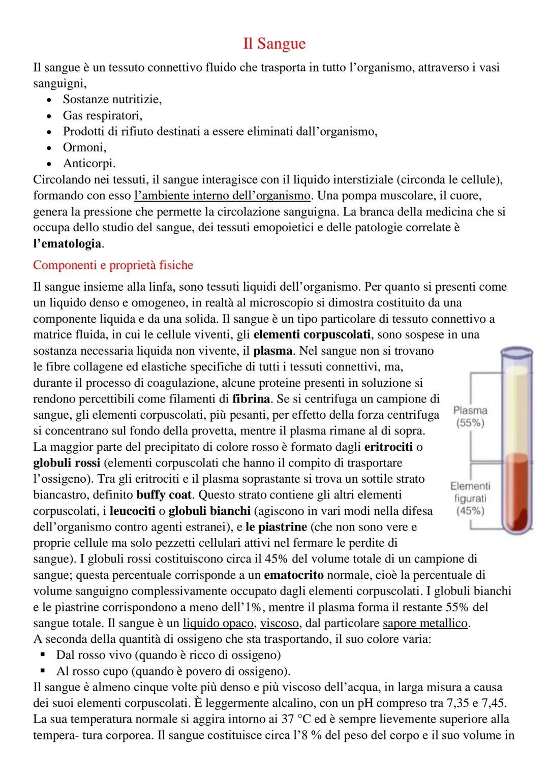 Il Sangué: Funzioni e Importanza