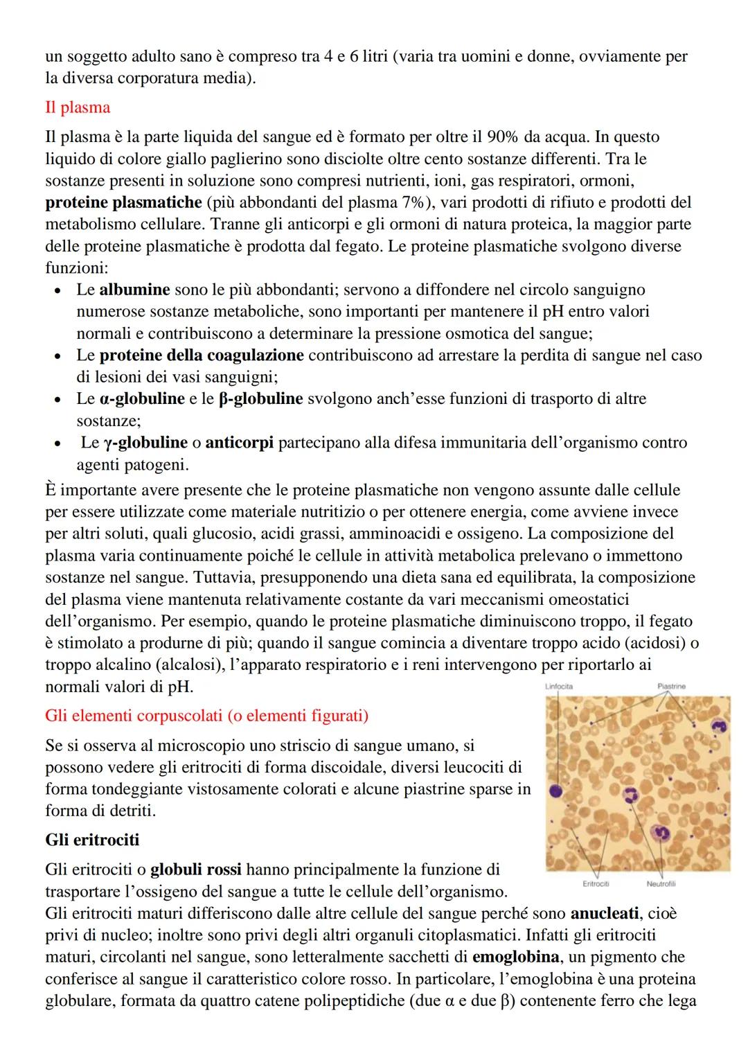 Il Sangue
Il sangue è un tessuto connettivo fluido che trasporta in tutto l'organismo, attraverso i vasi
sanguigni,
●
●
Sostanze nutritizie,
