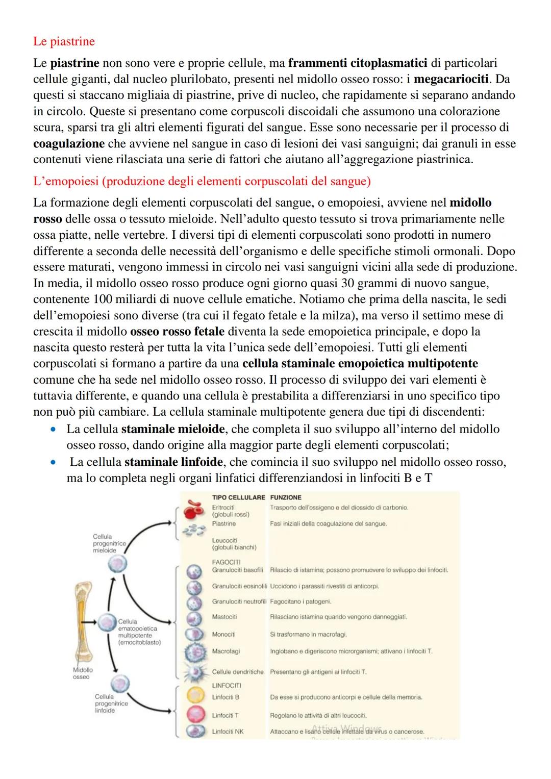 Il Sangue
Il sangue è un tessuto connettivo fluido che trasporta in tutto l'organismo, attraverso i vasi
sanguigni,
●
●
Sostanze nutritizie,