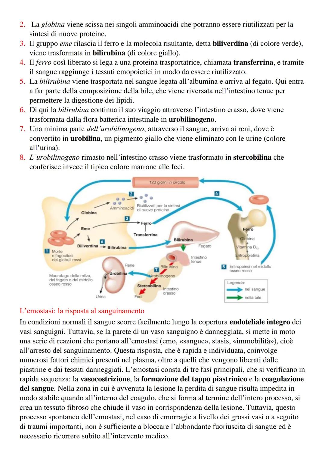 Il Sangue
Il sangue è un tessuto connettivo fluido che trasporta in tutto l'organismo, attraverso i vasi
sanguigni,
●
●
Sostanze nutritizie,