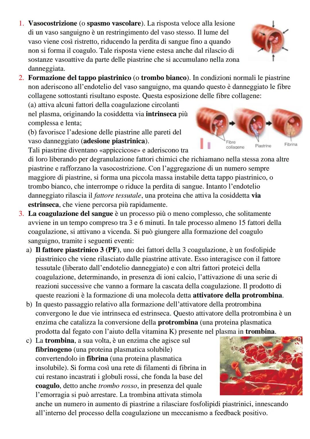 Il Sangue
Il sangue è un tessuto connettivo fluido che trasporta in tutto l'organismo, attraverso i vasi
sanguigni,
●
●
Sostanze nutritizie,