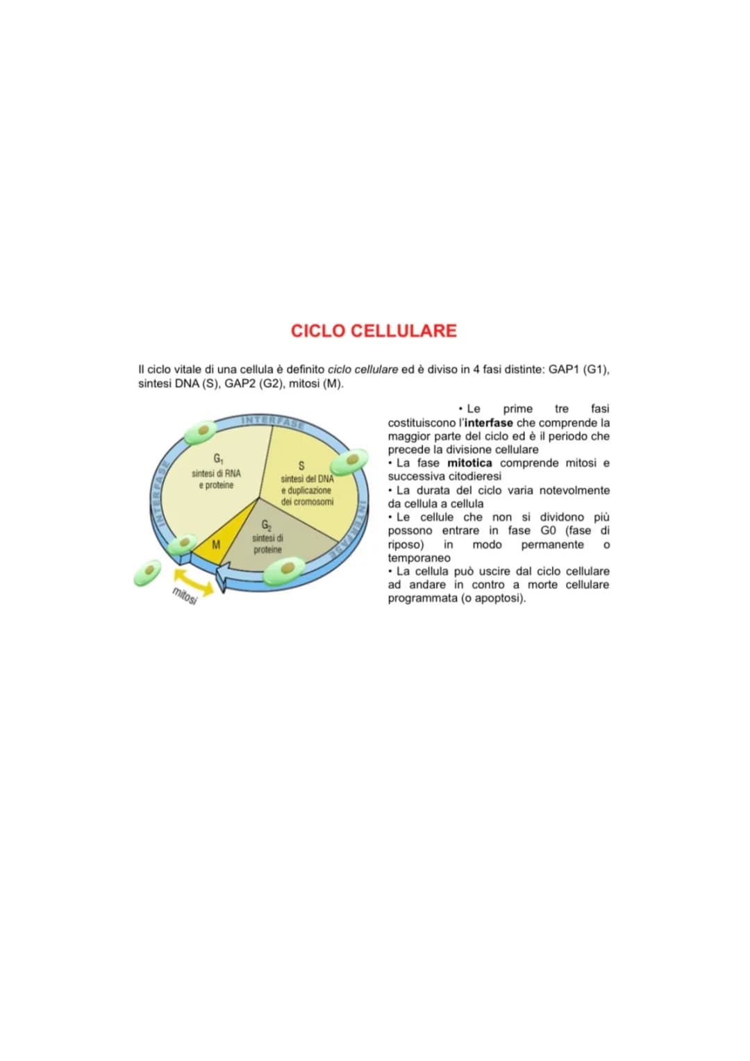 CICLO CELLULARE💚