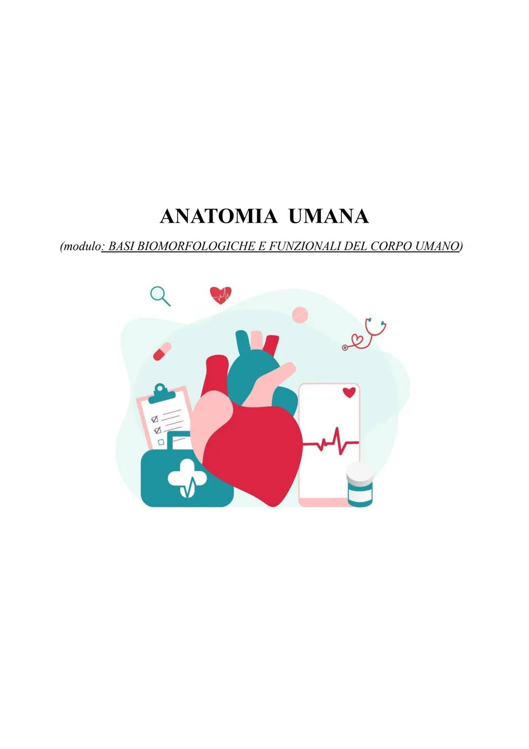 anatomia