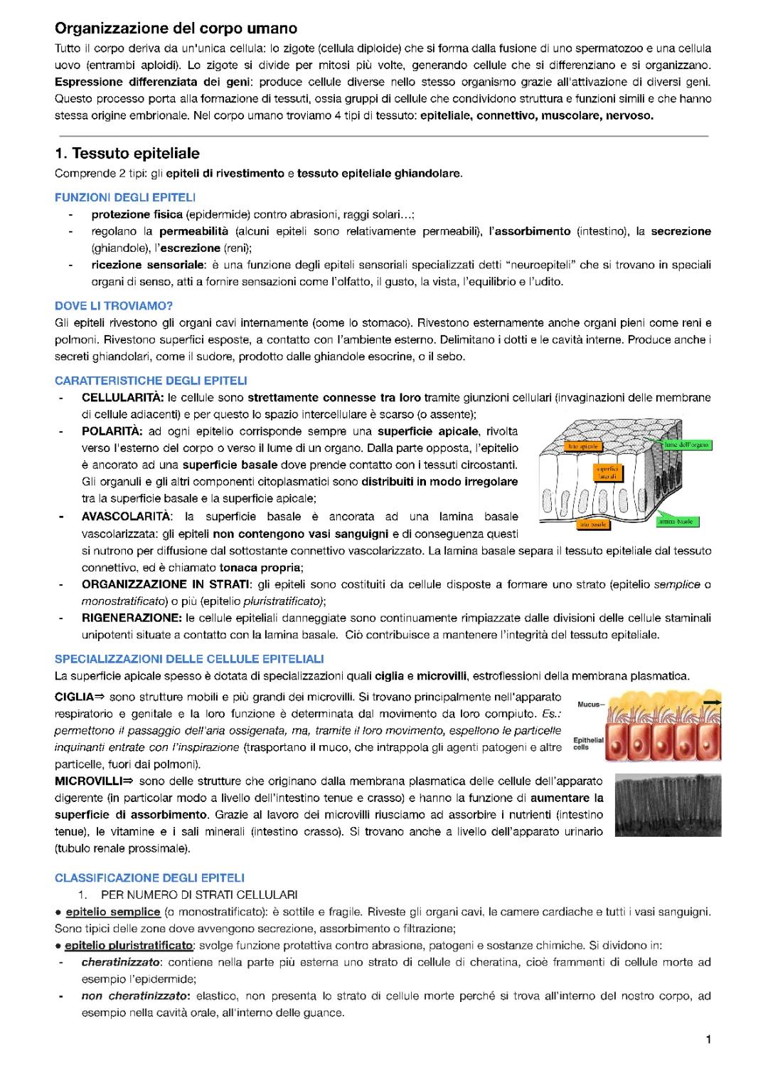Tessuto Epiteliale: Struttura e Funzioni