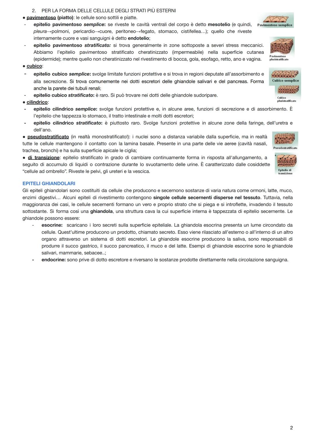 Organizzazione del corpo umano
Tutto il corpo deriva da un'unica cellula: lo zigote (cellula diploide) che si forma dalla fusione di uno spe