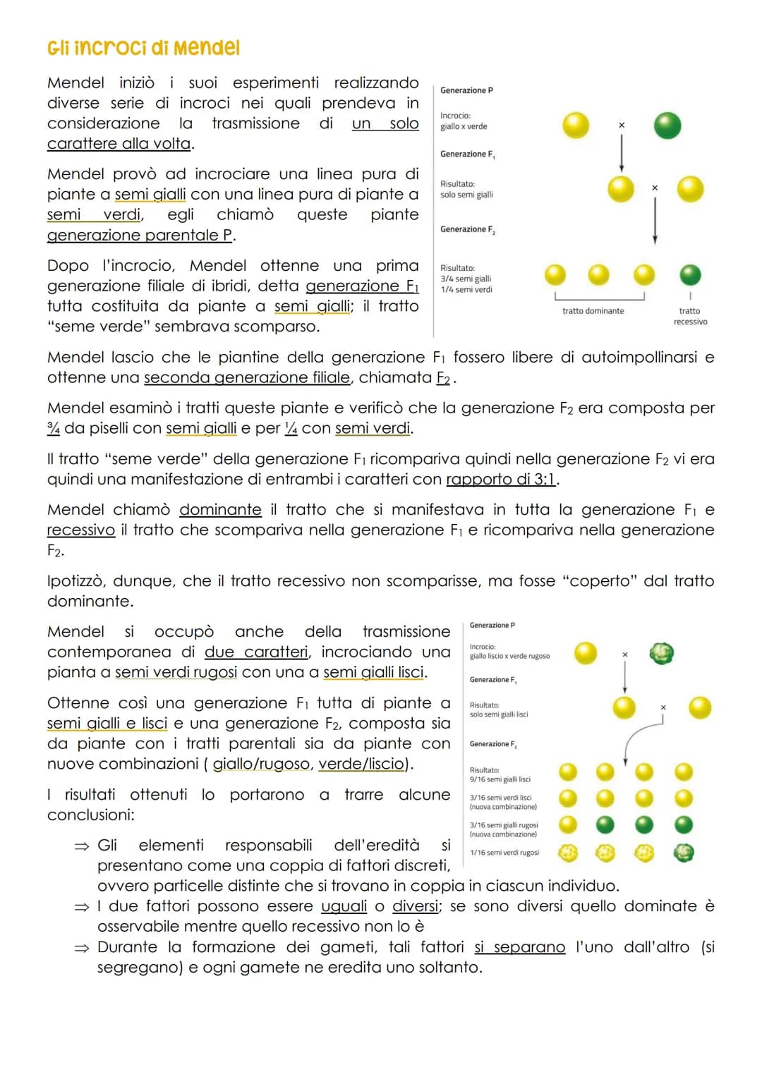 Genetica
che cos'è la genetica? chi l'ha studiata?
La genetica è lo studio della trasmissione dei caratteri da una generazione all'altra.
Ad