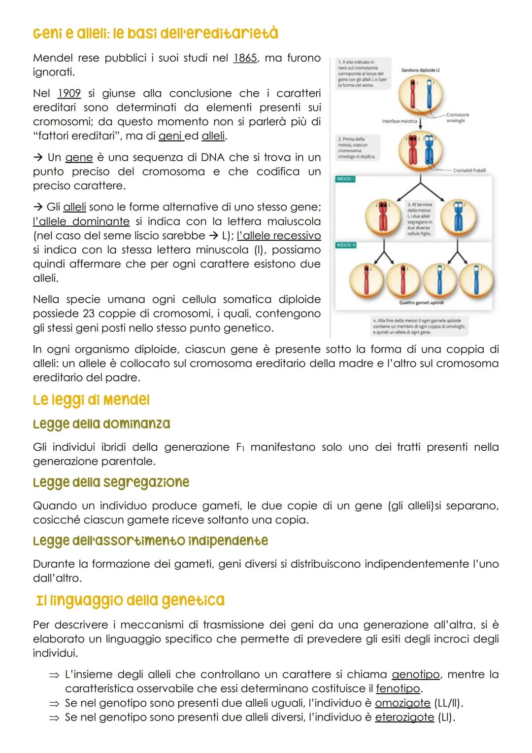 Genetica
che cos'è la genetica? chi l'ha studiata?
La genetica è lo studio della trasmissione dei caratteri da una generazione all'altra.
Ad