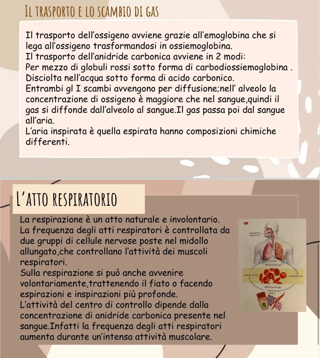 се
La respirazione
AREle
LA RESPIRAZIONE CELLULARE
di
La respirazione è l'atto che ci permette di rifornire il nostro corpo
ossigeno.
A COSA