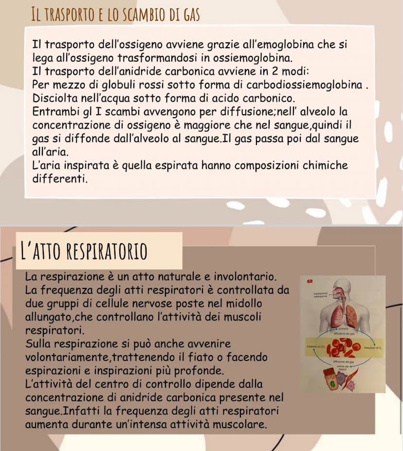 се
La respirazione
AREle
LA RESPIRAZIONE CELLULARE
di
La respirazione è l'atto che ci permette di rifornire il nostro corpo
ossigeno.
A COSA