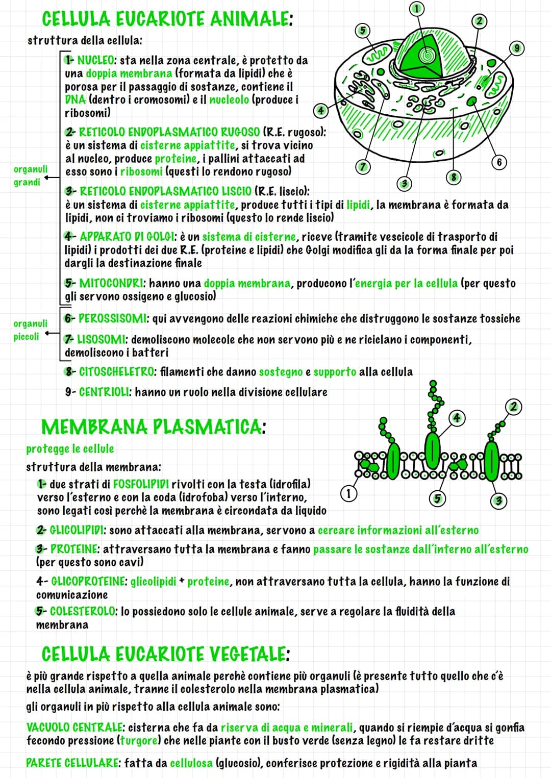 unità di misura delle cellule
LA CELLULA
x le più piccole = nanometro (nm)
x le più grandi - micrometro (um) (un milionesimo di metro)
TEORI