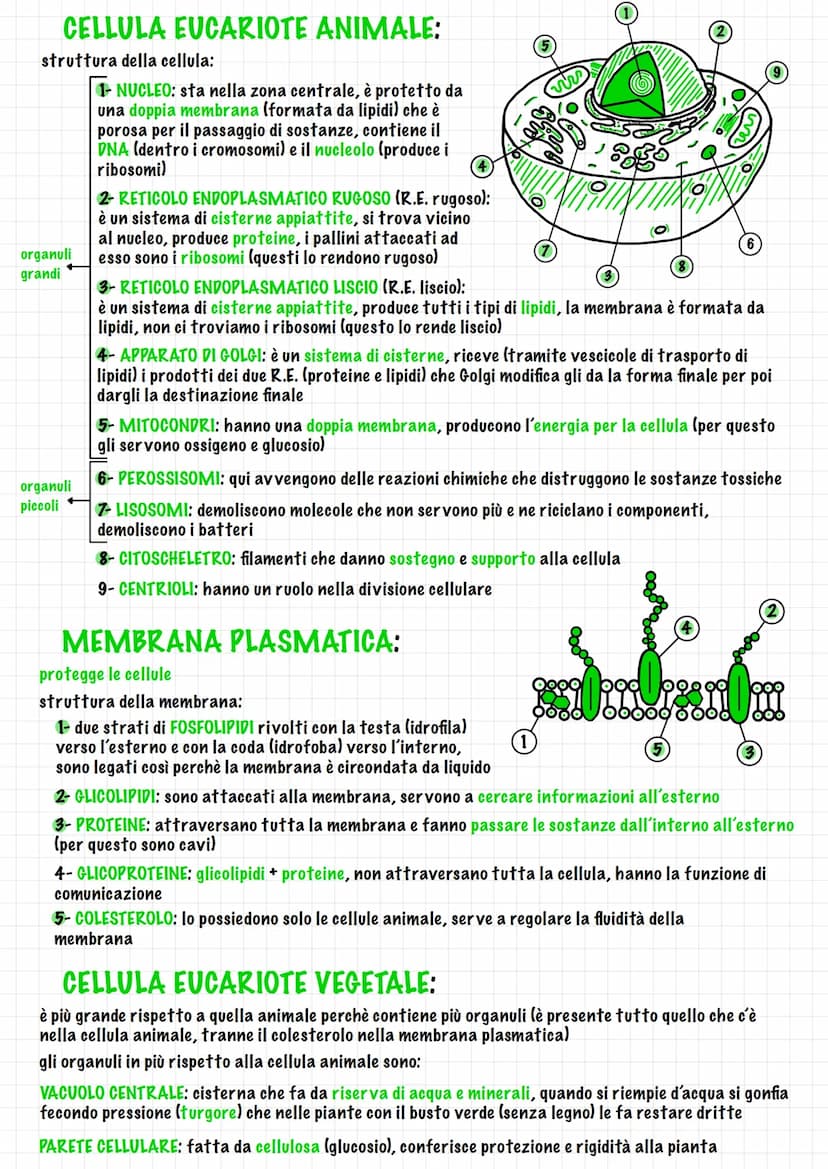 unità di misura delle cellule
LA CELLULA
x le più piccole = nanometro (nm)
x le più grandi - micrometro (um) (un milionesimo di metro)
TEORI