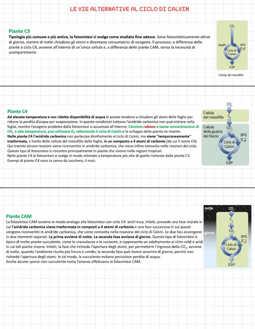 LA FOTOSINTESI
Gli organismi fotoautotrofi sono in grado di svolgere la fotosintesi (processo opposto alla respirazione
cellulare), in cui l