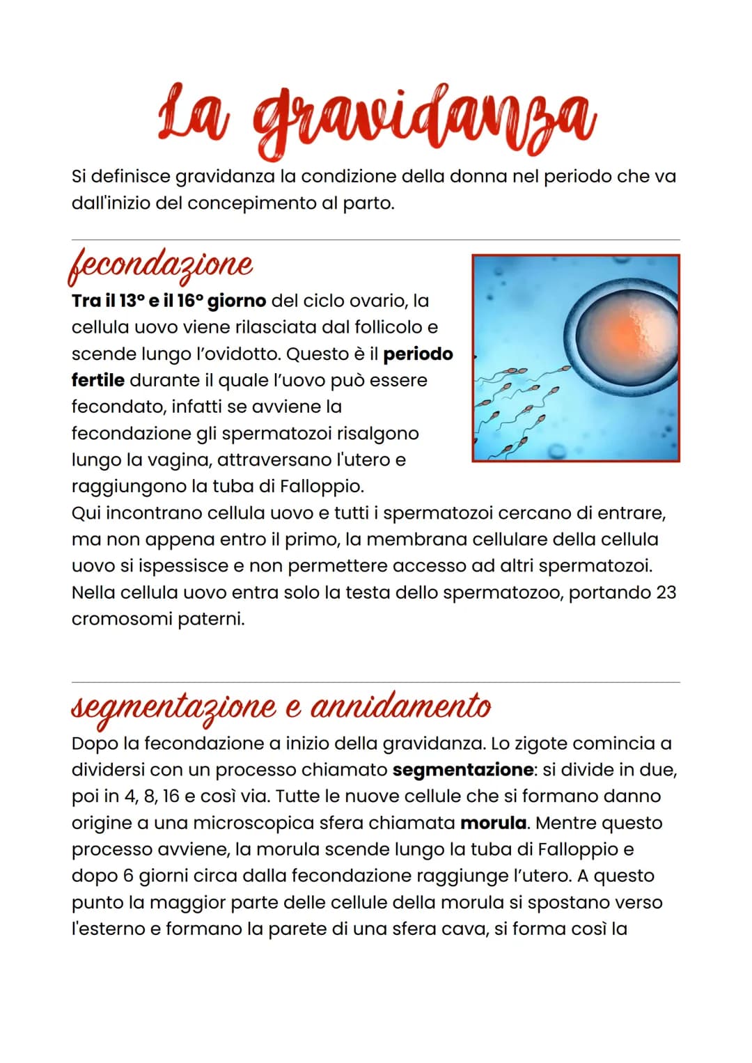La gravidanza
Si definisce gravidanza la condizione della donna nel periodo che va
dall'inizio del concepimento al parto.
fecondazione
Tra i