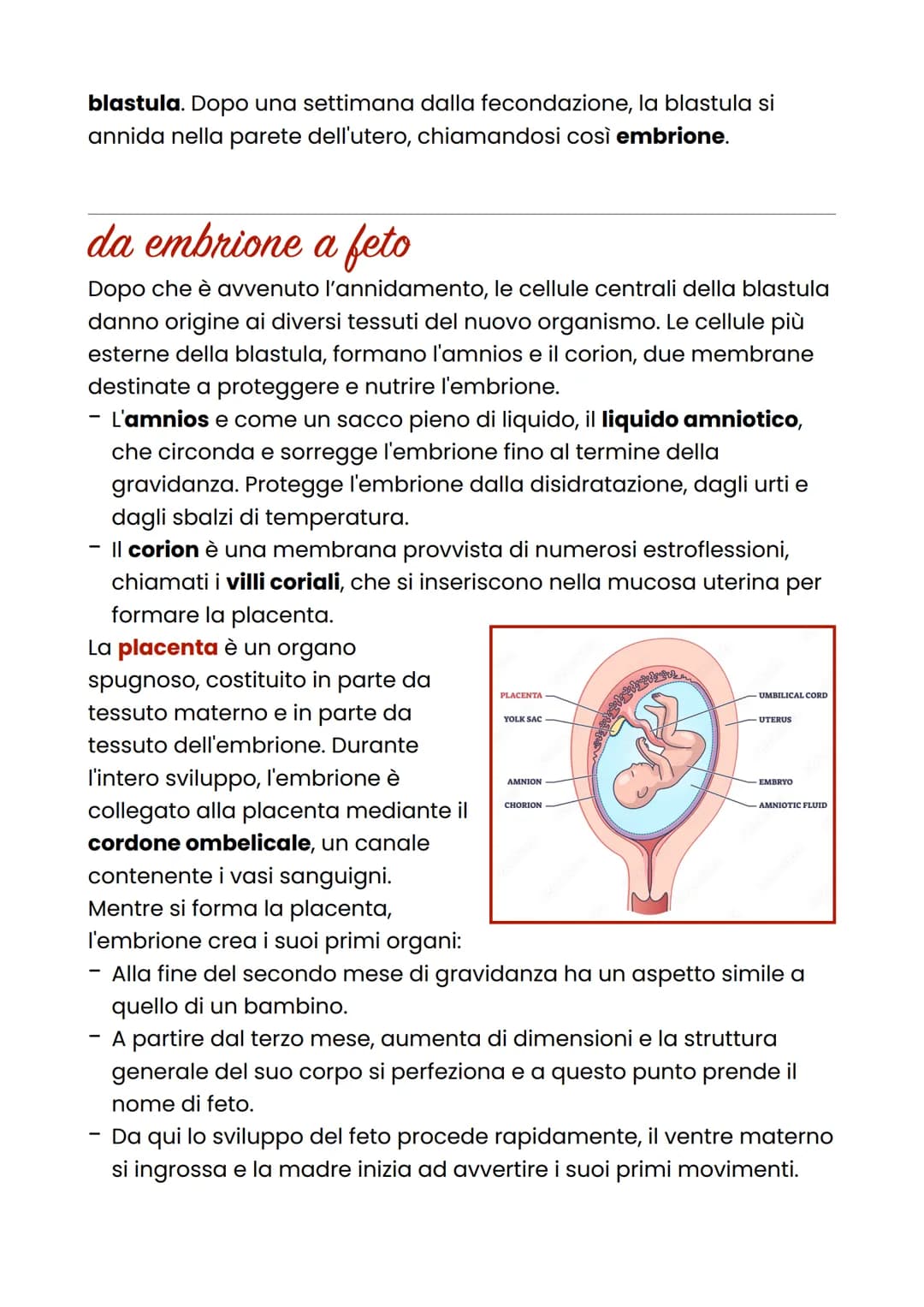 La gravidanza
Si definisce gravidanza la condizione della donna nel periodo che va
dall'inizio del concepimento al parto.
fecondazione
Tra i