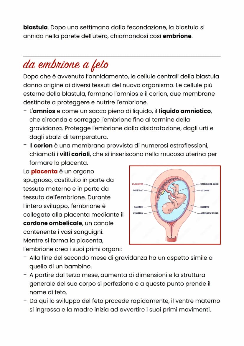La gravidanza
Si definisce gravidanza la condizione della donna nel periodo che va
dall'inizio del concepimento al parto.
fecondazione
Tra i