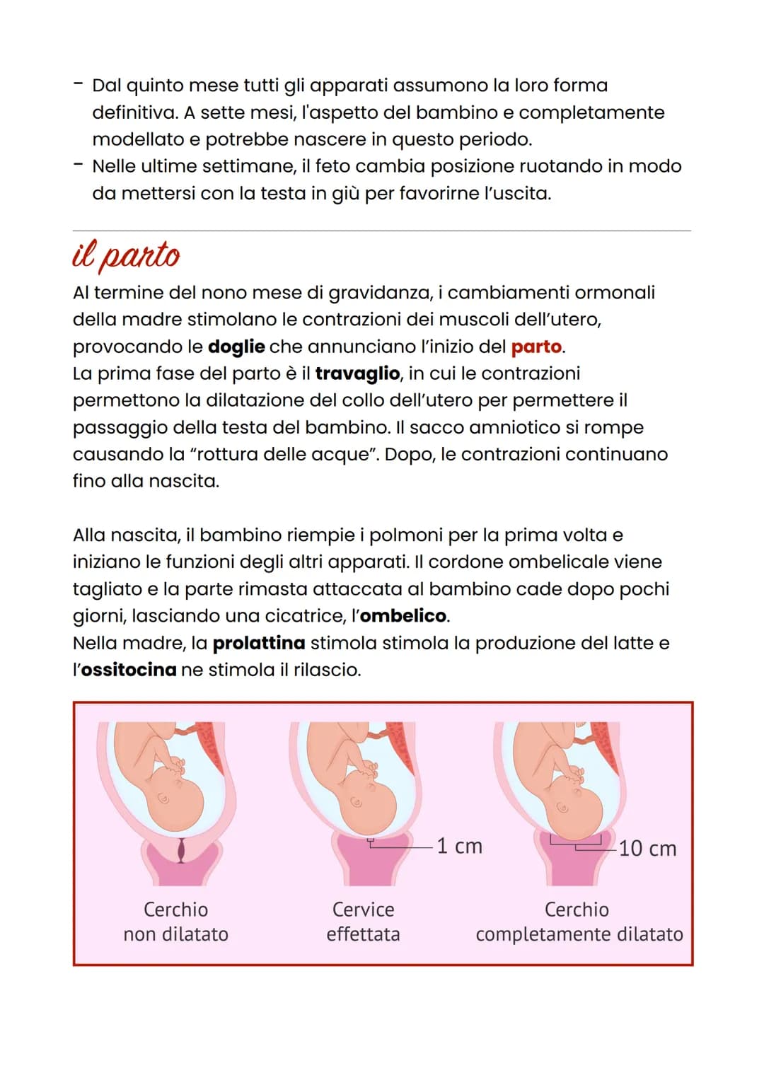 La gravidanza
Si definisce gravidanza la condizione della donna nel periodo che va
dall'inizio del concepimento al parto.
fecondazione
Tra i