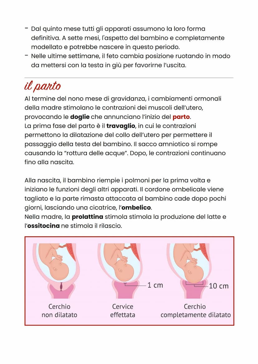 La gravidanza
Si definisce gravidanza la condizione della donna nel periodo che va
dall'inizio del concepimento al parto.
fecondazione
Tra i