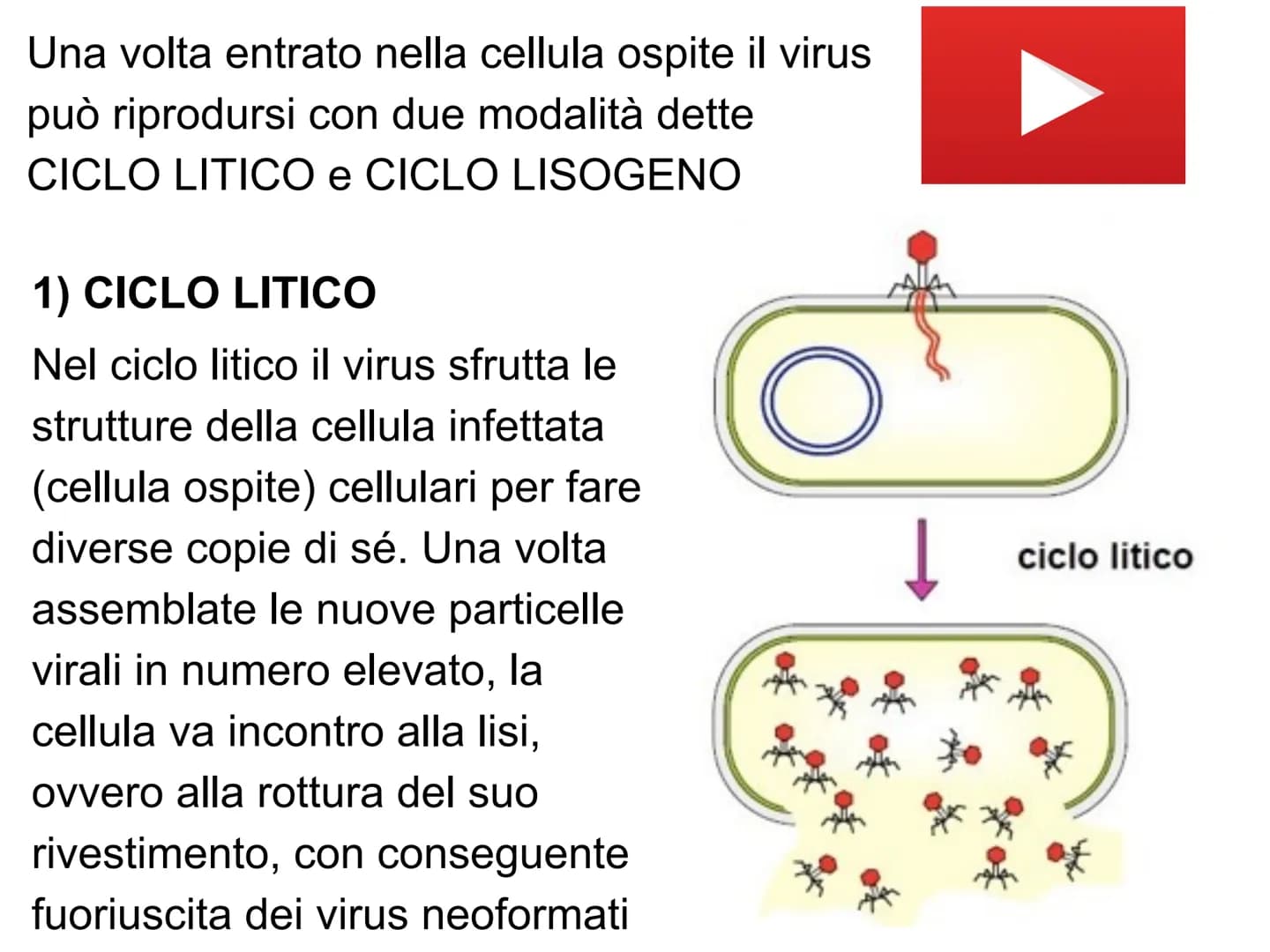 PO.
0.
I VIRUS
y atomo
0,1 nm
amminoacido
1 nm
proteina
10 nm
virus
cloroplasto
batterio
1μm 10 μm
100 nm
microscopio elettronico
cellule an
