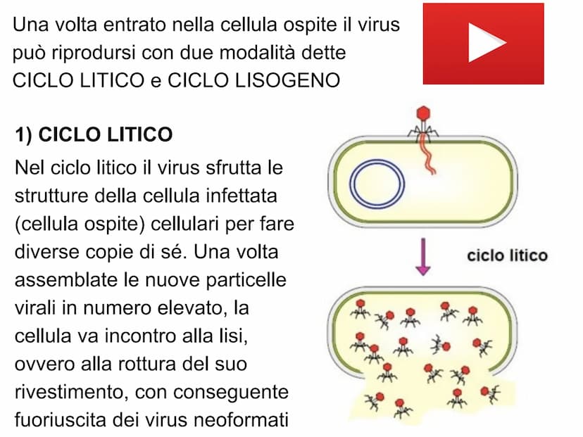 PO.
0.
I VIRUS
y atomo
0,1 nm
amminoacido
1 nm
proteina
10 nm
virus
cloroplasto
batterio
1μm 10 μm
100 nm
microscopio elettronico
cellule an