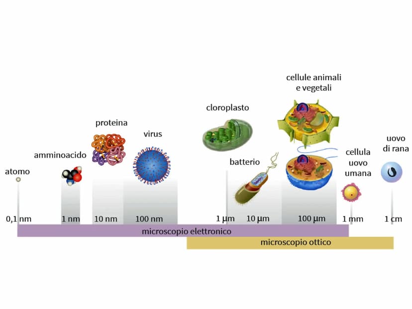 PO.
0.
I VIRUS
y atomo
0,1 nm
amminoacido
1 nm
proteina
10 nm
virus
cloroplasto
batterio
1μm 10 μm
100 nm
microscopio elettronico
cellule an