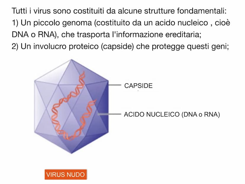 PO.
0.
I VIRUS
y atomo
0,1 nm
amminoacido
1 nm
proteina
10 nm
virus
cloroplasto
batterio
1μm 10 μm
100 nm
microscopio elettronico
cellule an
