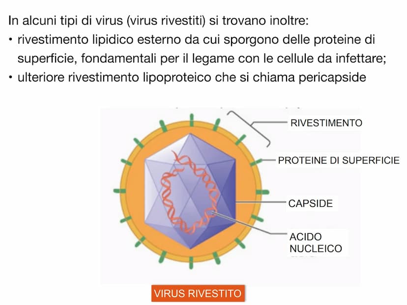 PO.
0.
I VIRUS
y atomo
0,1 nm
amminoacido
1 nm
proteina
10 nm
virus
cloroplasto
batterio
1μm 10 μm
100 nm
microscopio elettronico
cellule an