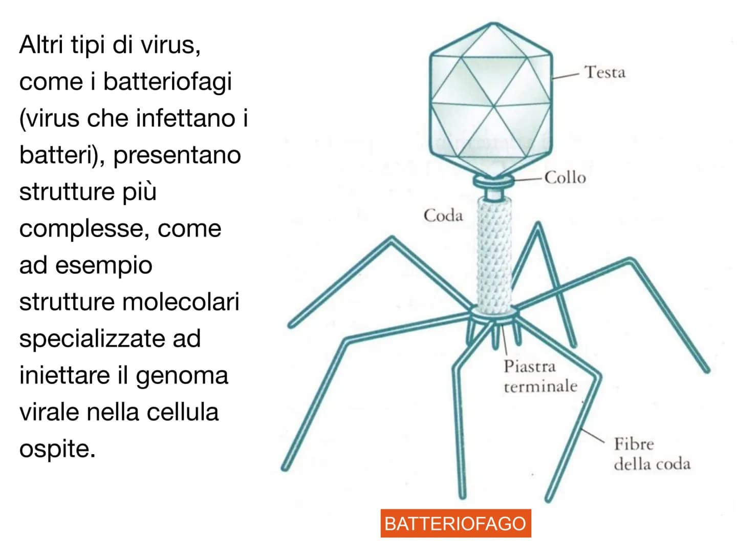 PO.
0.
I VIRUS
y atomo
0,1 nm
amminoacido
1 nm
proteina
10 nm
virus
cloroplasto
batterio
1μm 10 μm
100 nm
microscopio elettronico
cellule an
