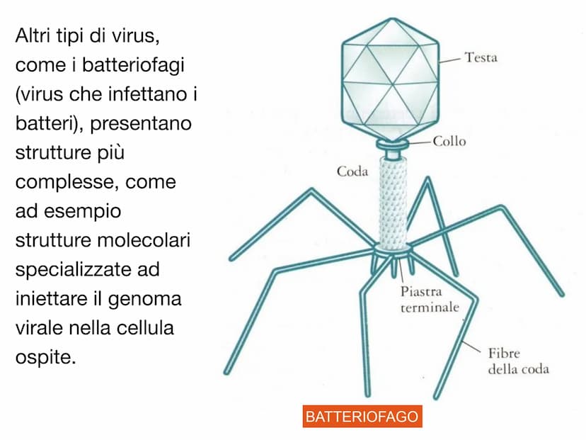 PO.
0.
I VIRUS
y atomo
0,1 nm
amminoacido
1 nm
proteina
10 nm
virus
cloroplasto
batterio
1μm 10 μm
100 nm
microscopio elettronico
cellule an