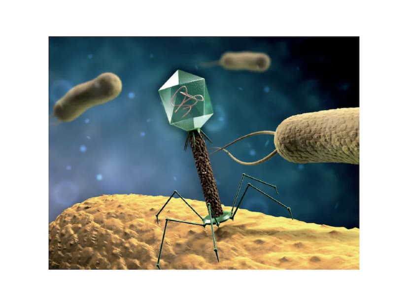 PO.
0.
I VIRUS
y atomo
0,1 nm
amminoacido
1 nm
proteina
10 nm
virus
cloroplasto
batterio
1μm 10 μm
100 nm
microscopio elettronico
cellule an