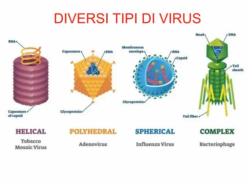 PO.
0.
I VIRUS
y atomo
0,1 nm
amminoacido
1 nm
proteina
10 nm
virus
cloroplasto
batterio
1μm 10 μm
100 nm
microscopio elettronico
cellule an