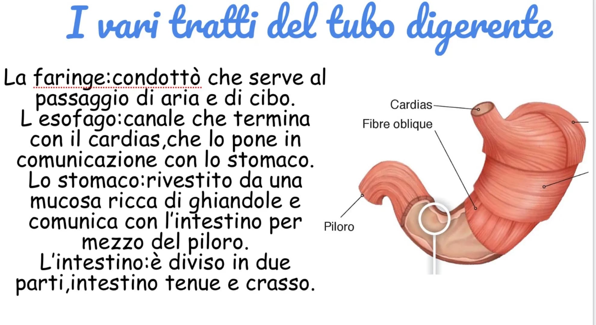 Apparato digerente
Ha il compito di elaborare,ingerire e
assorbire il cibo attraverso la
digestione.
L'apparato digerente è costituito da:
T