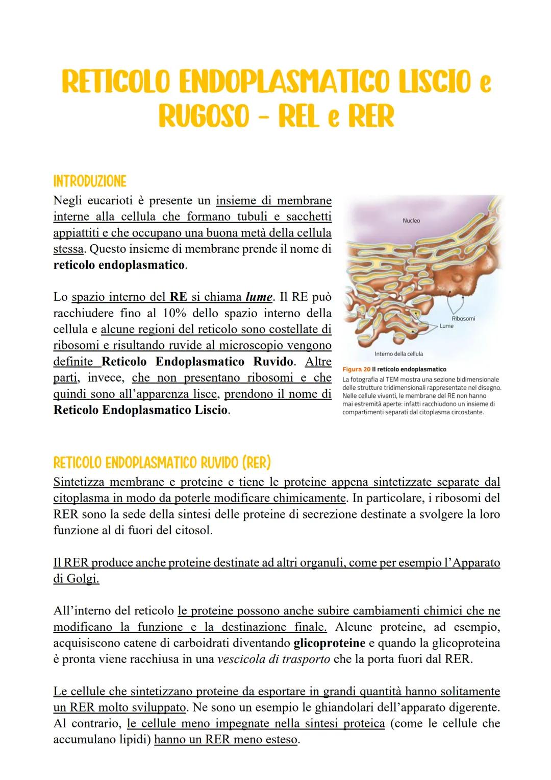 # RETICOLO ENDOPLASMATICO LISCIO e
RUGOSO - REL e RER

INTRODUZIONE
Negli eucarioti è presente un insieme di membrane
interne alla cellula c