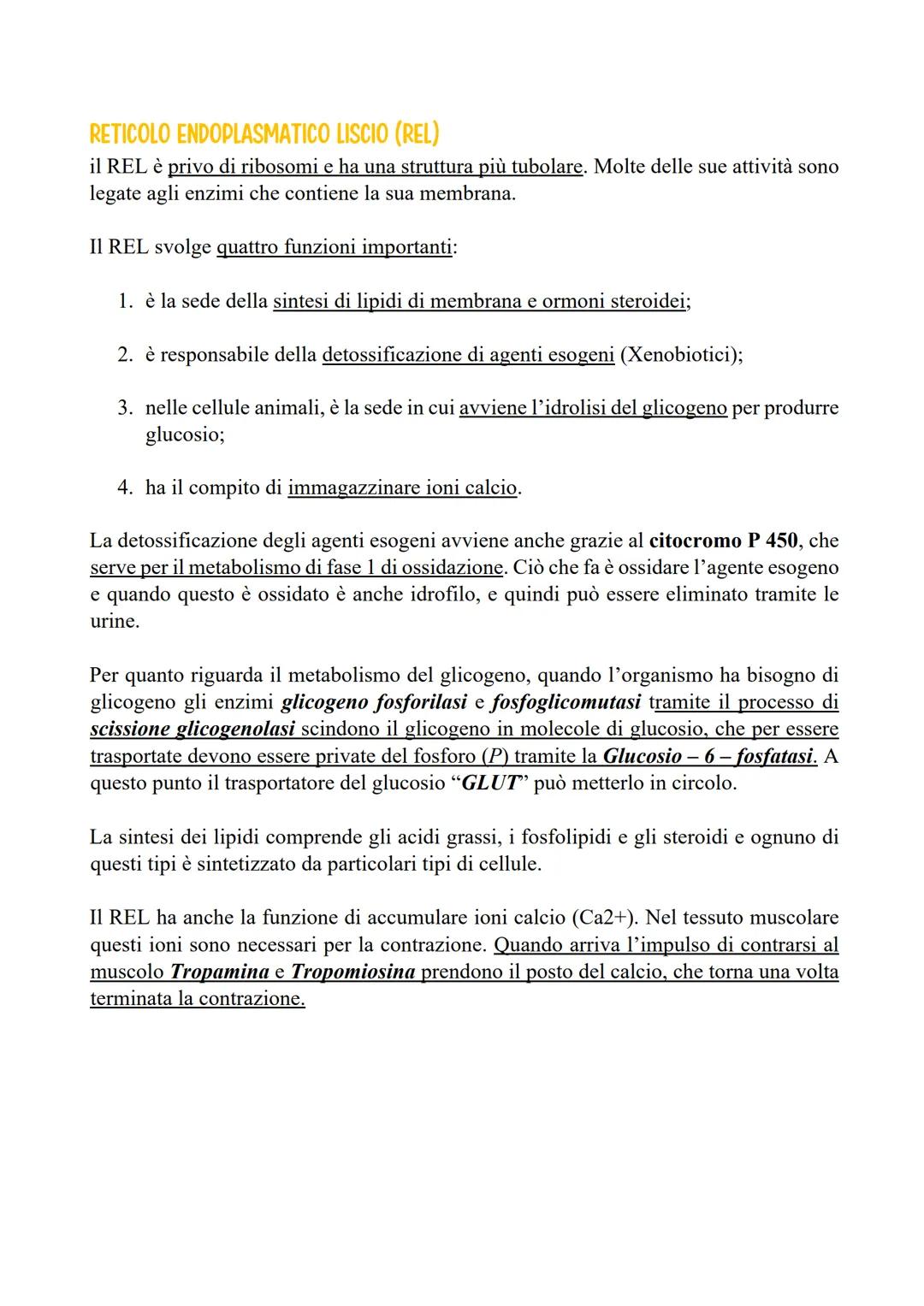 # RETICOLO ENDOPLASMATICO LISCIO e
RUGOSO - REL e RER

INTRODUZIONE
Negli eucarioti è presente un insieme di membrane
interne alla cellula c