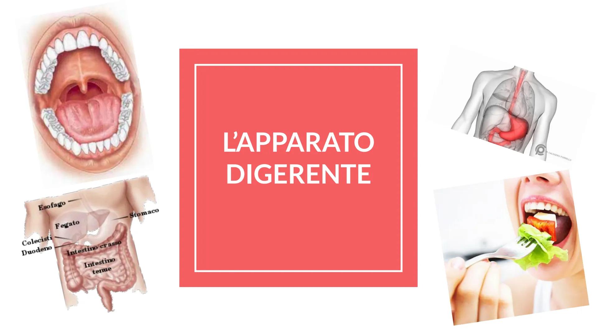 Esófago

Fegato

Colecisti
Duodeno

Stomaco

Intestino crasso

Intestino
terme

L'APPARATO
DIGERENTE # COS'E' L'APPARATO DIGERENTE?

L'appar