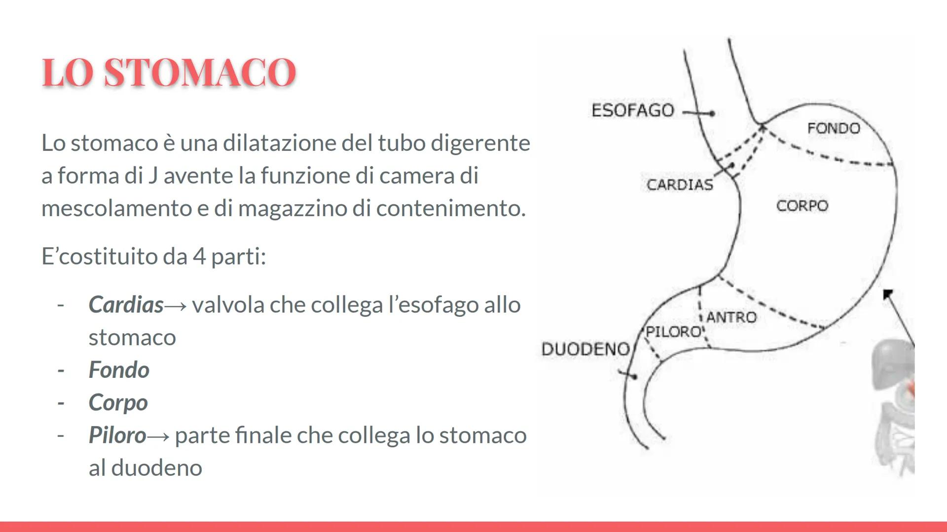 Esófago

Fegato

Colecisti
Duodeno

Stomaco

Intestino crasso

Intestino
terme

L'APPARATO
DIGERENTE # COS'E' L'APPARATO DIGERENTE?

L'appar