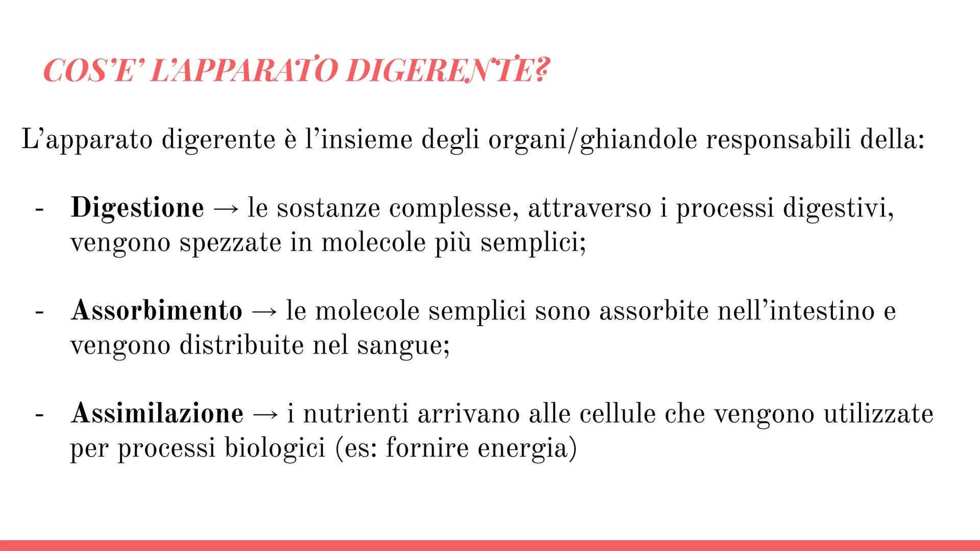 Esófago

Fegato

Colecisti
Duodeno

Stomaco

Intestino crasso

Intestino
terme

L'APPARATO
DIGERENTE # COS'E' L'APPARATO DIGERENTE?

L'appar