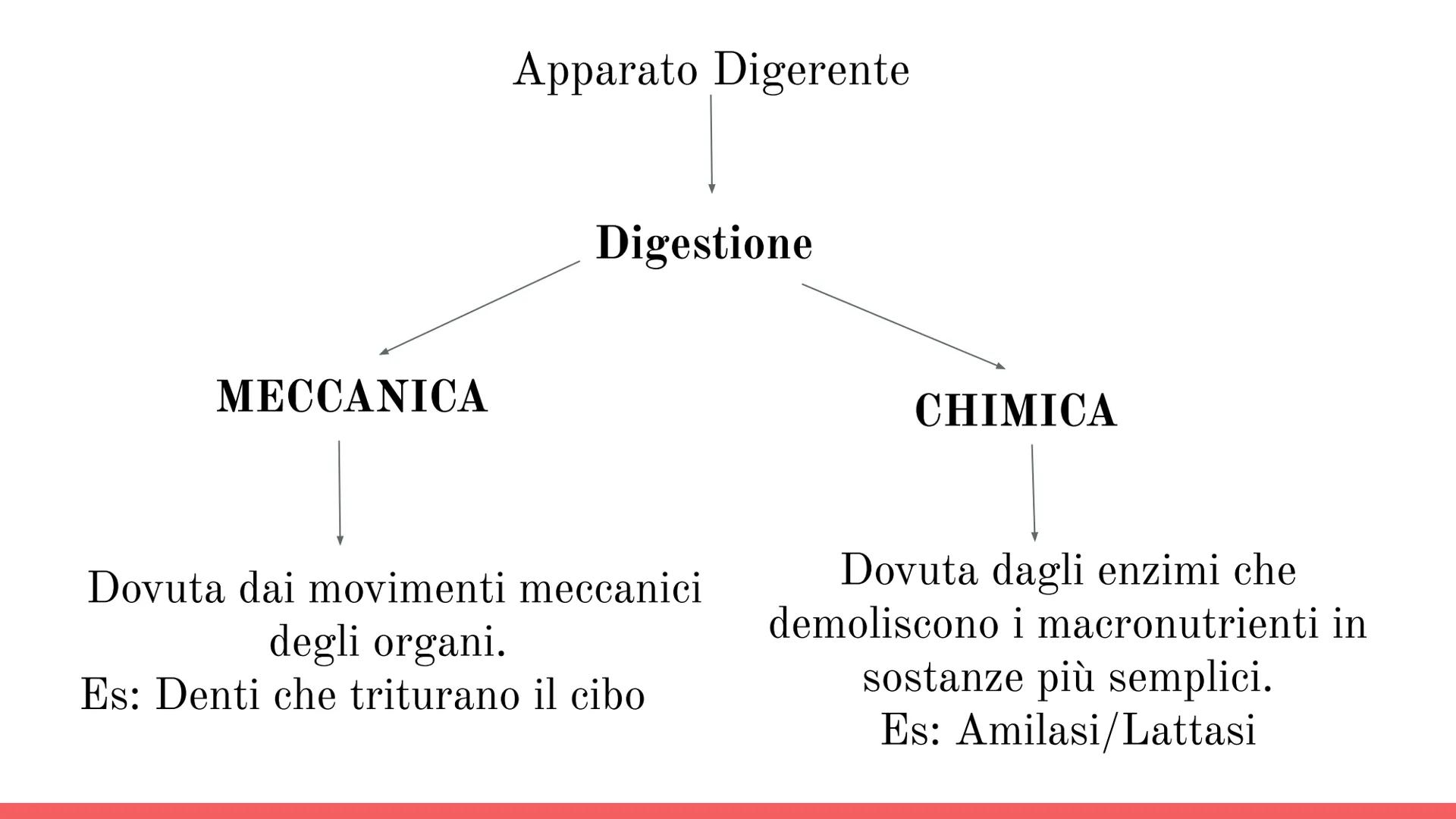 Esófago

Fegato

Colecisti
Duodeno

Stomaco

Intestino crasso

Intestino
terme

L'APPARATO
DIGERENTE # COS'E' L'APPARATO DIGERENTE?

L'appar