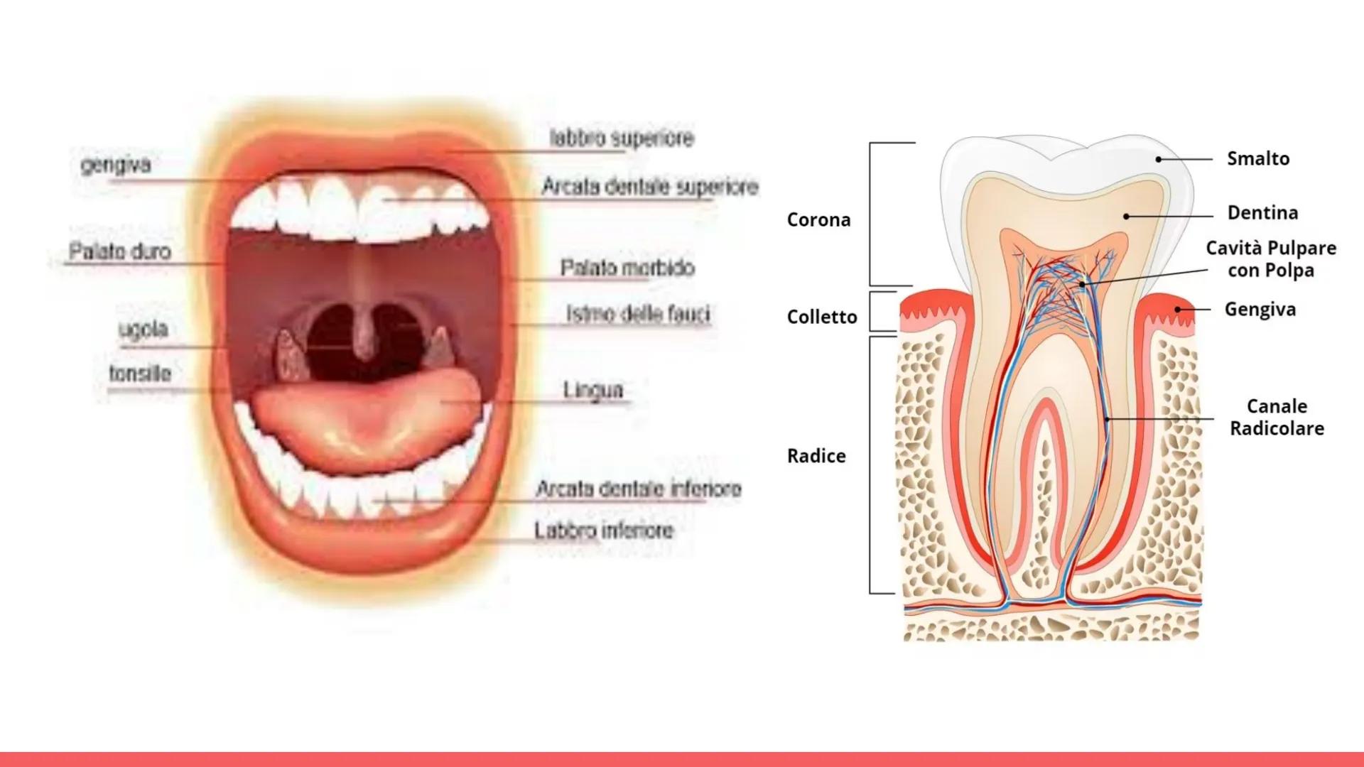 Esófago

Fegato

Colecisti
Duodeno

Stomaco

Intestino crasso

Intestino
terme

L'APPARATO
DIGERENTE # COS'E' L'APPARATO DIGERENTE?

L'appar