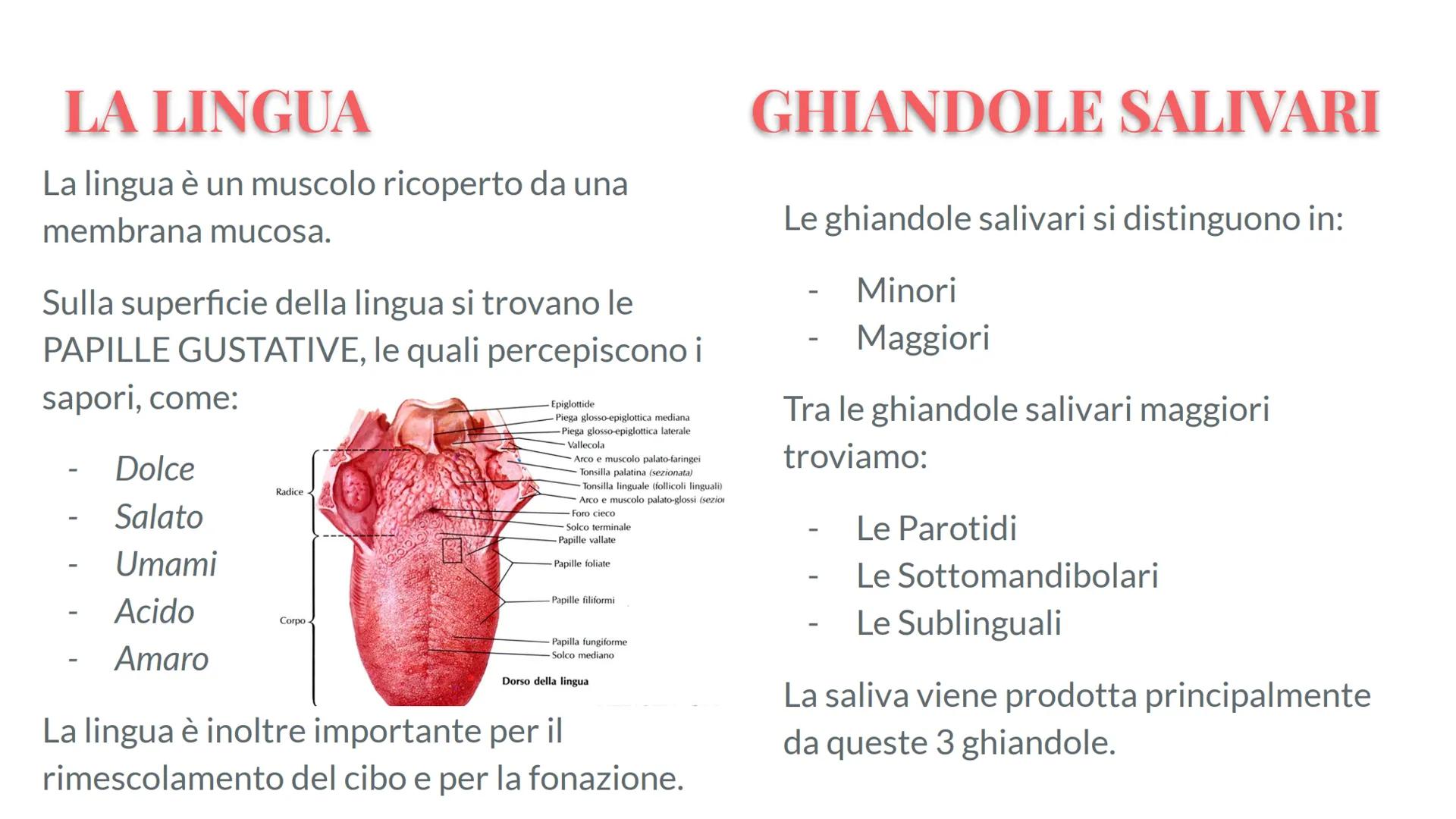 Esófago

Fegato

Colecisti
Duodeno

Stomaco

Intestino crasso

Intestino
terme

L'APPARATO
DIGERENTE # COS'E' L'APPARATO DIGERENTE?

L'appar