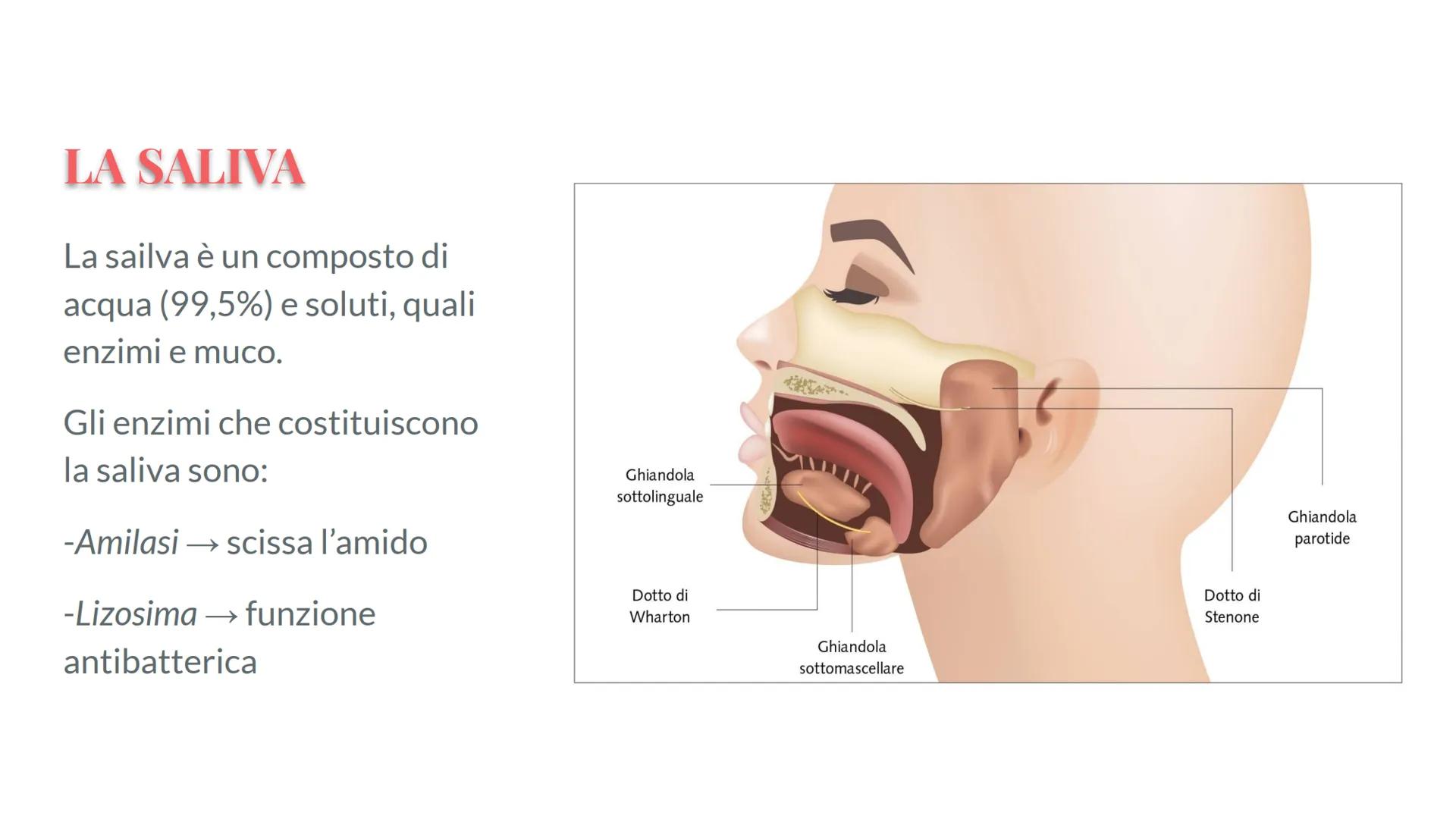 Esófago

Fegato

Colecisti
Duodeno

Stomaco

Intestino crasso

Intestino
terme

L'APPARATO
DIGERENTE # COS'E' L'APPARATO DIGERENTE?

L'appar