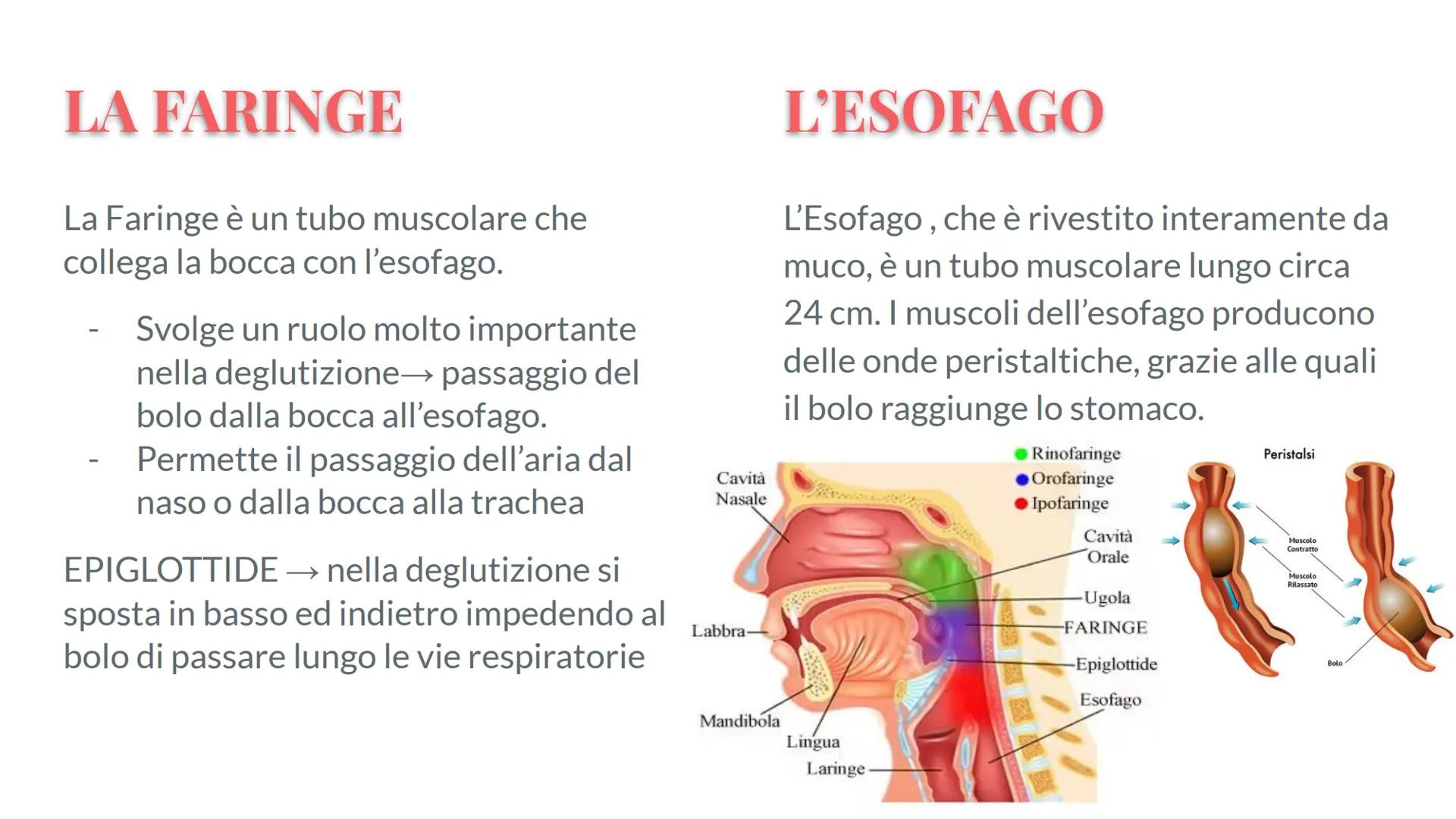 Esófago

Fegato

Colecisti
Duodeno

Stomaco

Intestino crasso

Intestino
terme

L'APPARATO
DIGERENTE # COS'E' L'APPARATO DIGERENTE?

L'appar