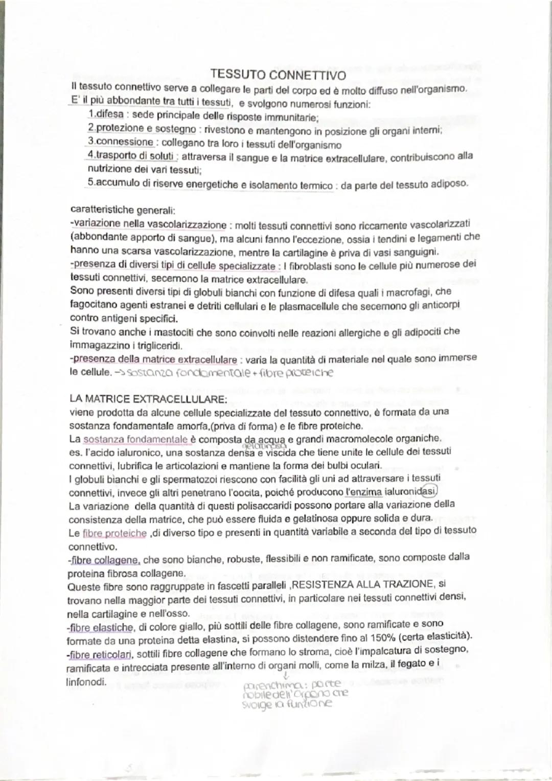 # TESSUTO CONNETTIVO
Il tessuto connettivo serve a collegare le parti del corpo ed è molto diffuso nell'organismo.
E' il più abbondante tra 
