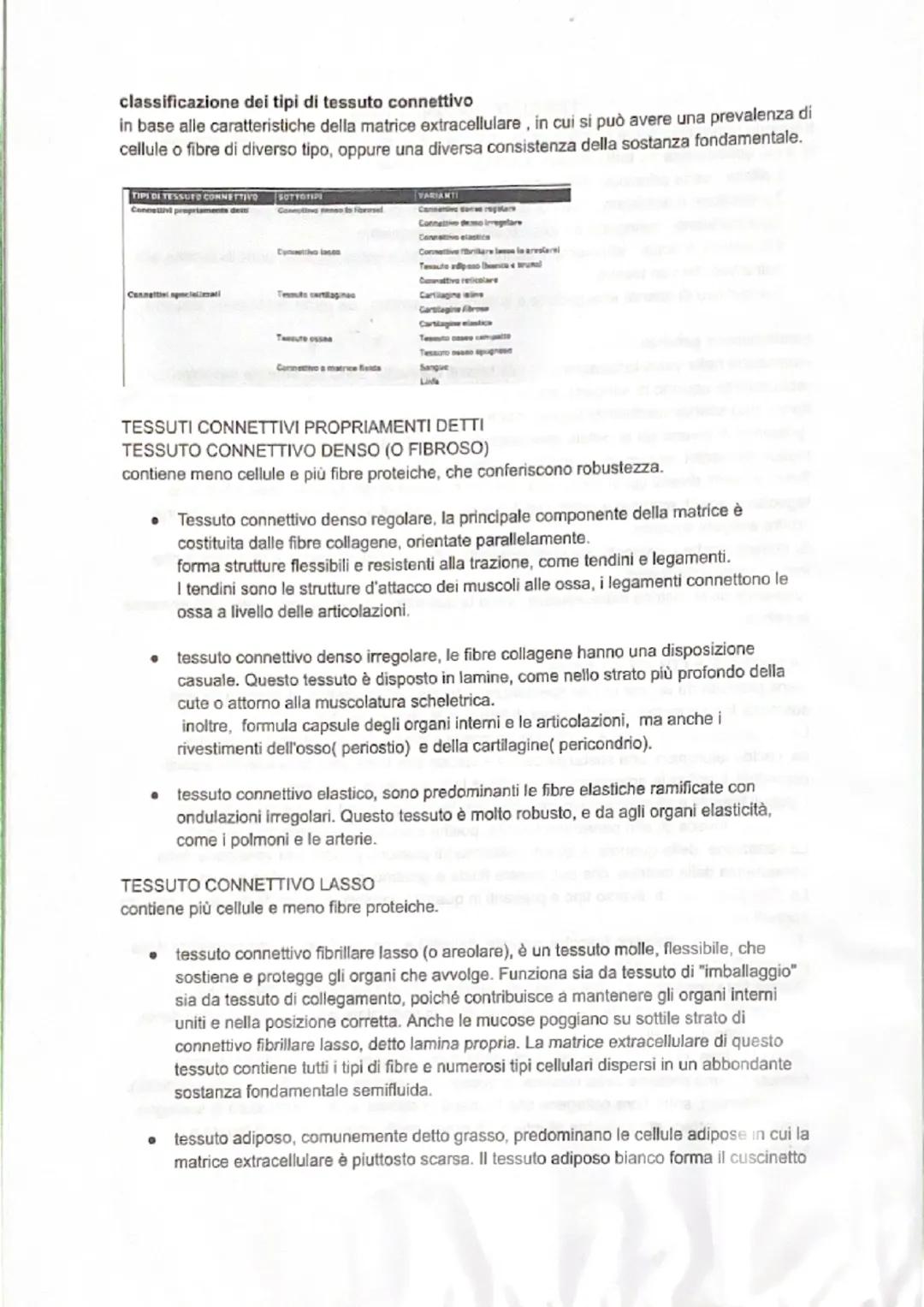 # TESSUTO CONNETTIVO
Il tessuto connettivo serve a collegare le parti del corpo ed è molto diffuso nell'organismo.
E' il più abbondante tra 