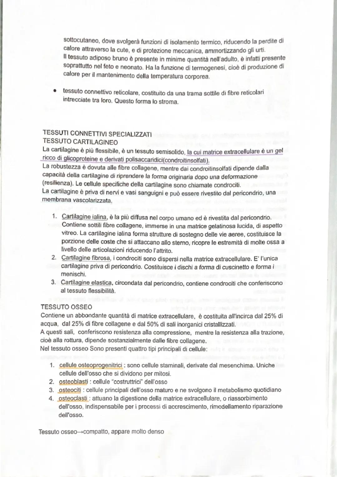 # TESSUTO CONNETTIVO
Il tessuto connettivo serve a collegare le parti del corpo ed è molto diffuso nell'organismo.
E' il più abbondante tra 