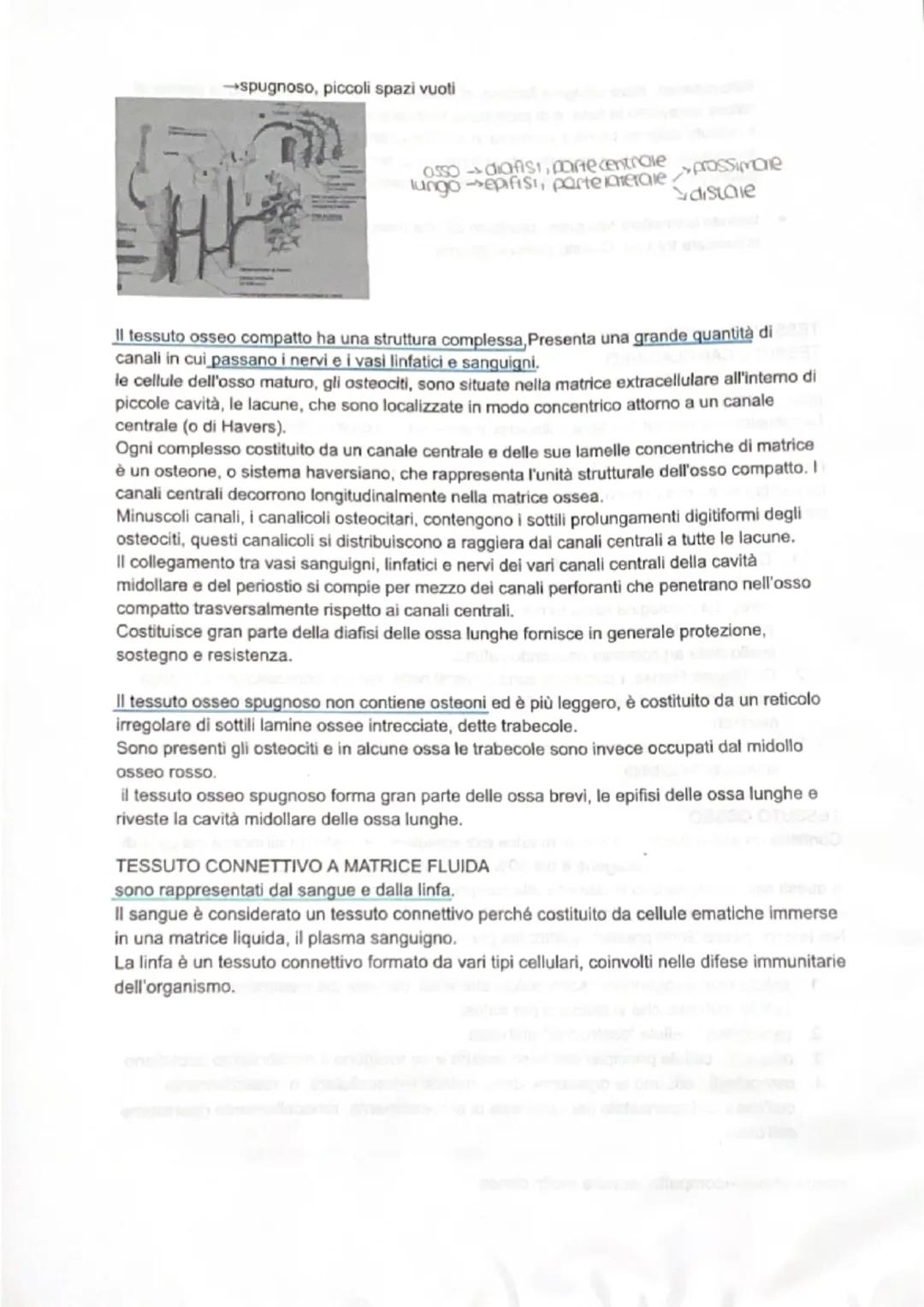 # TESSUTO CONNETTIVO
Il tessuto connettivo serve a collegare le parti del corpo ed è molto diffuso nell'organismo.
E' il più abbondante tra 