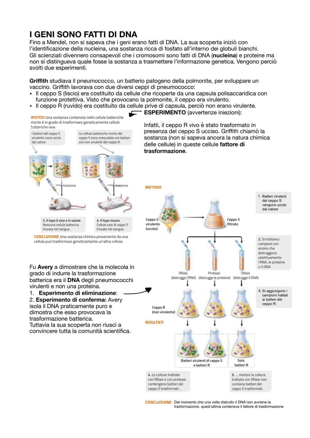 I GENI SONO FATTI DI DNA
Fino a Mendel, non si sapeva che i geni erano fatti di DNA. La sua scoperta iniziò con
l'identificazione della nucl