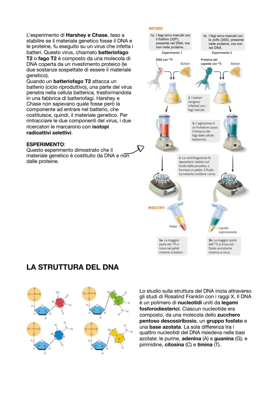 I GENI SONO FATTI DI DNA
Fino a Mendel, non si sapeva che i geni erano fatti di DNA. La sua scoperta iniziò con
l'identificazione della nucl