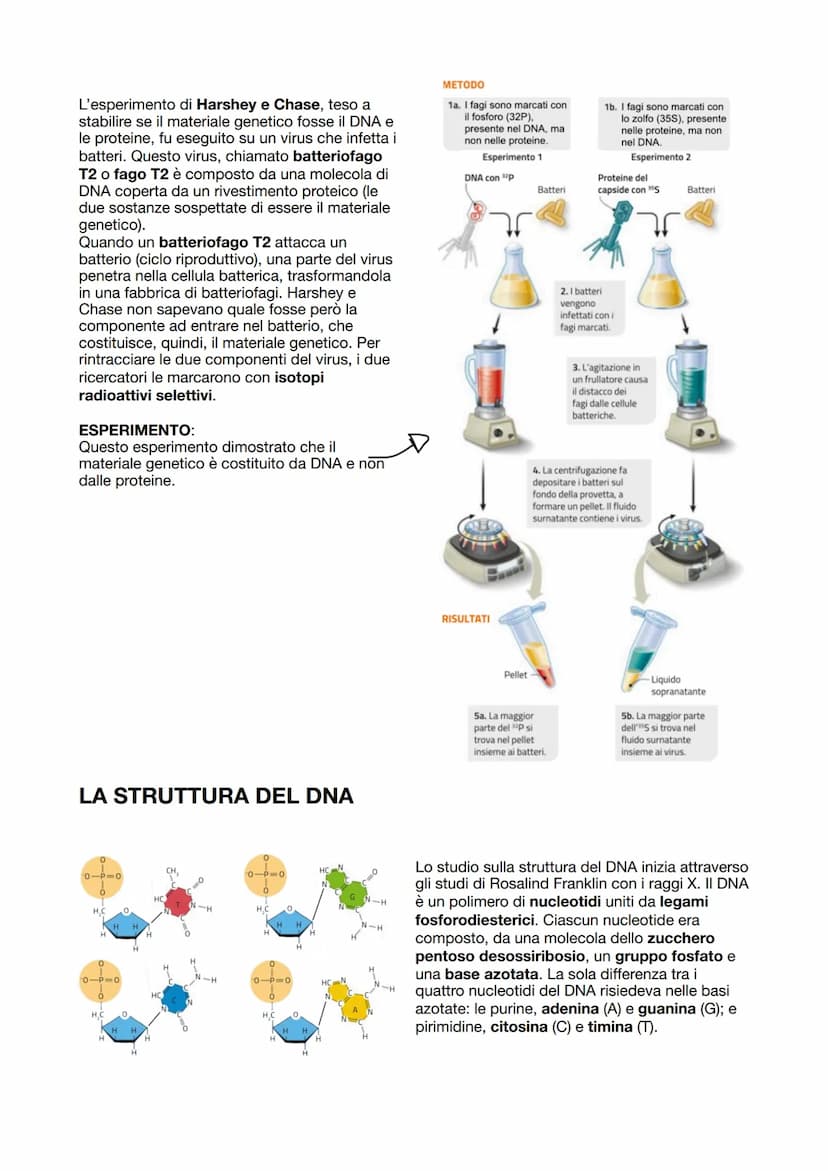 I GENI SONO FATTI DI DNA
Fino a Mendel, non si sapeva che i geni erano fatti di DNA. La sua scoperta iniziò con
l'identificazione della nucl