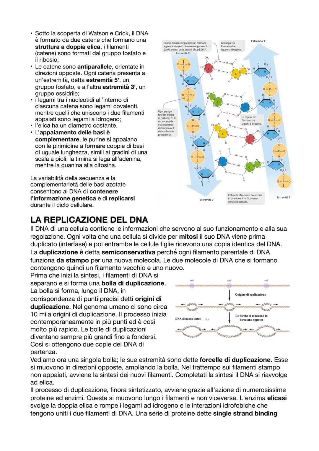 I GENI SONO FATTI DI DNA
Fino a Mendel, non si sapeva che i geni erano fatti di DNA. La sua scoperta iniziò con
l'identificazione della nucl